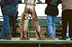 rodeo